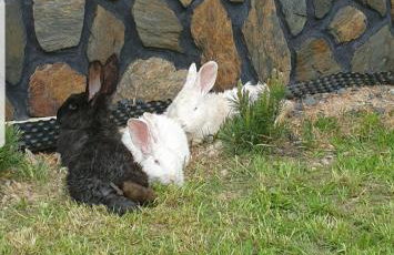 Luksusowe Domki Elizy Luxury Chalets Poronin - Foto 50