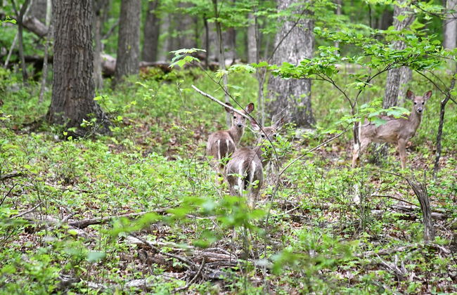 River Walk Cottage - Romantic Escape - Foto 16