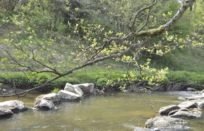 Pet-friendly Escape in Fauvillers - Foto 60