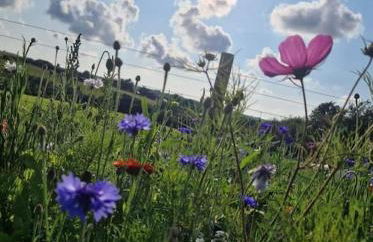 Shepherds haven hut Near Padstow - Foto 16