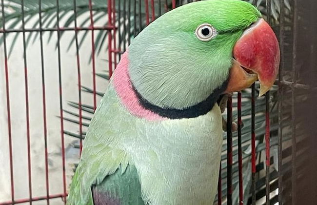 Warraich Villa gt Raod Gujrat Entire - Photo 22