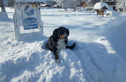 Bernwieserhof - Foto 31