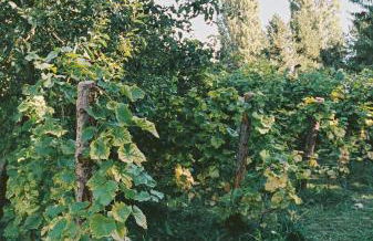 Am Mühlenberg - Photo 12