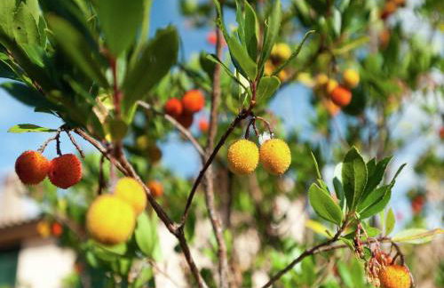 Apartment in Umbria near Montefalco Winery - Foto 24