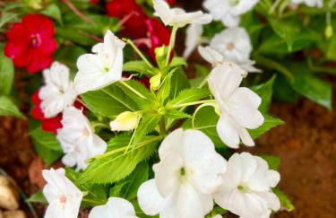 Chalé Belmont - Santa Teresa - Foto 15