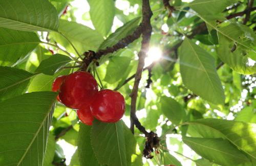 Wandertraum Johann - FeWo Eifel - Foto 19
