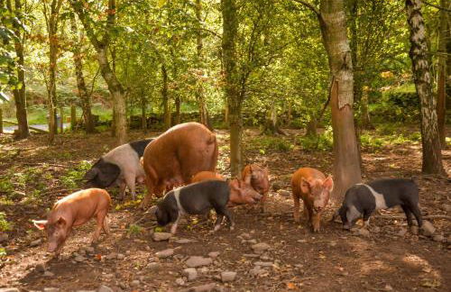 The Studio at Pitmeadow Farm - Photo 8