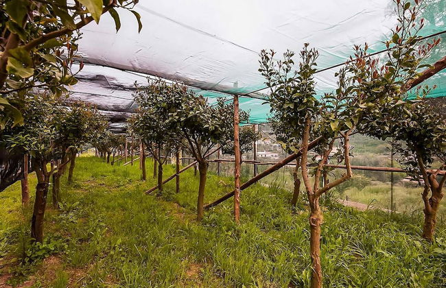 Villa Gioconda in Massa Lubrense - Foto 18