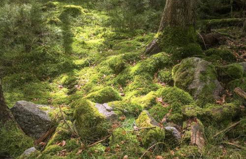 Unter den Reben - Foto 26