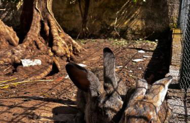 Casa das Milheirices - Foto 40