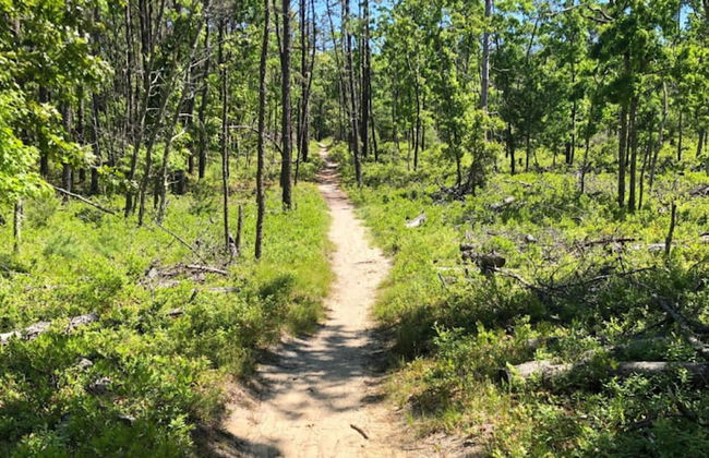 Glass Villa East Hampton - Foto 54