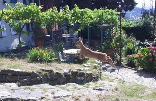 Villa Ponzio - Photo 13