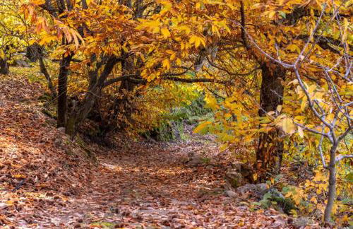 La Cañada del Valle del Jerte - Foto 47