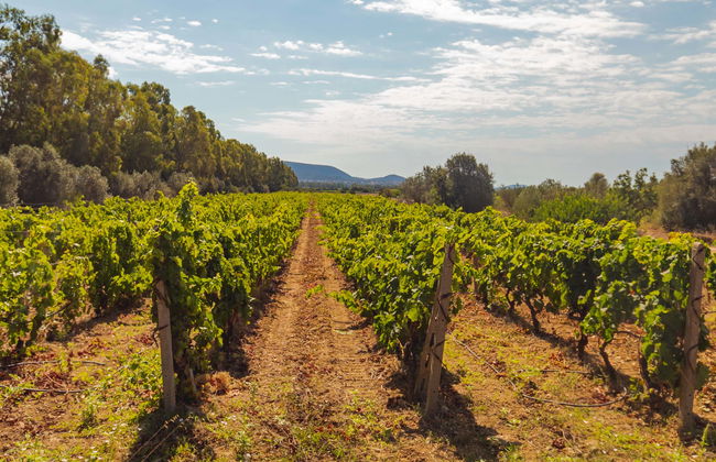 Olbia Wine Tour - Photo 8