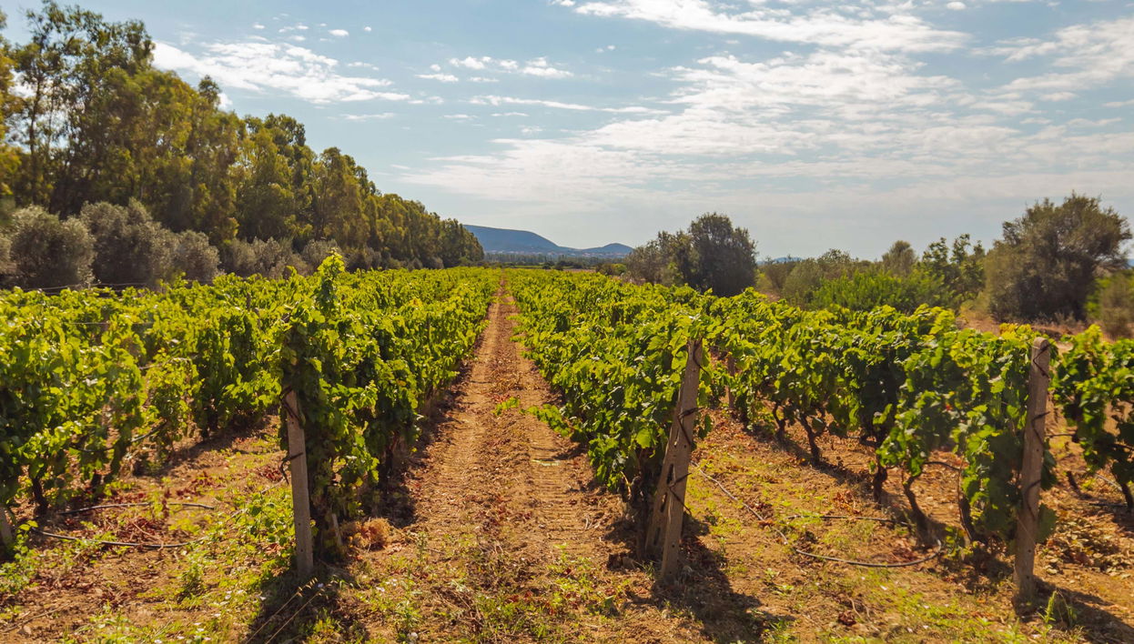 Tour do vinho por Olbia