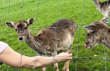 Sonnige Ferienwohnung im Kinzigtal - Foto 31