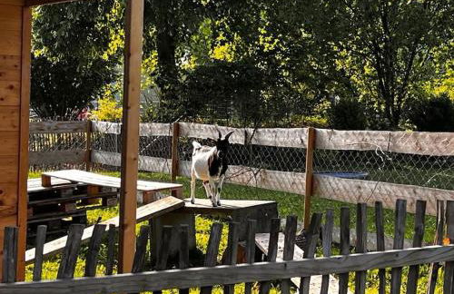 Welschwood Holiday Retreat with Sauna - Foto 31