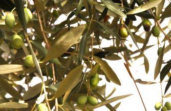 DOLCE VITA CIAIXE - Photo 76