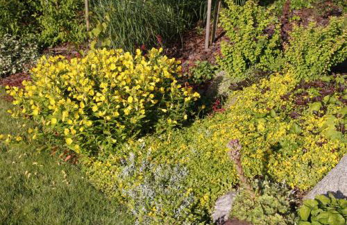 U Aptekarzy - Foto 30