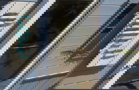 Coral Tree House - Foto 14