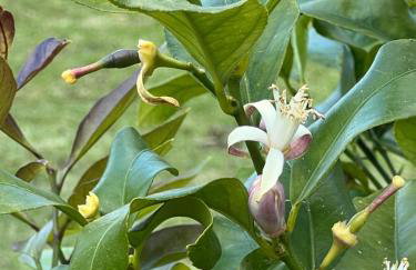 Luxury Villa El Istria with Pool, BBQ, Terrace - Labin-Rabac - Foto 58