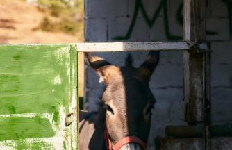 Oak Farm Traditional guesthouse - Foto 33