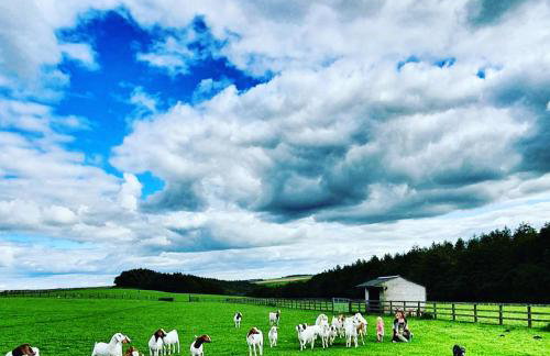 High Paradise Farm - Foto 14