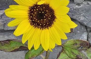 Casa vicente - Foto 24