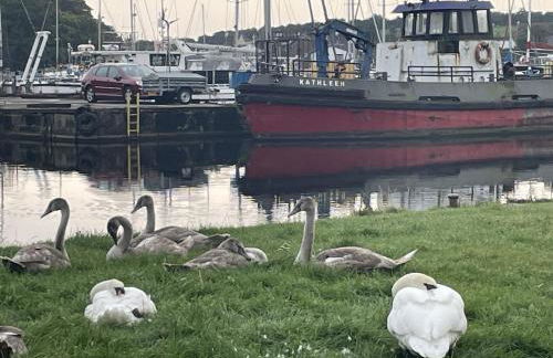 The Thimble static Holiday Home - Foto 27