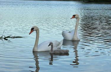 Direkt am See mit privatem Sandstrand - Foto 12
