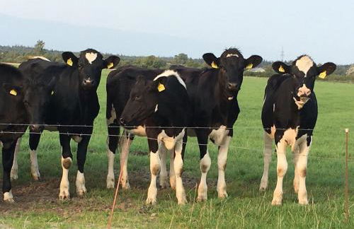 Ferienwohnung-Austernfischer - Foto 21