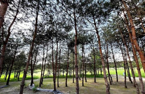 Przeszklony Tiny House w Lesie - Foto 18