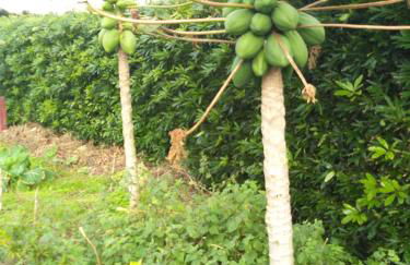 Quinta da Pavoa - Cottage House - Photo 34