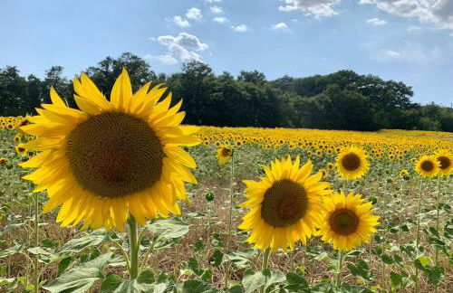 La casa del timo - The house of thyme - Foto 9
