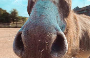 Sleepy Donkey Cottage - Foto 20