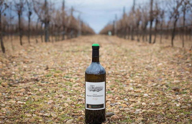 Visite des caves à vin de la Finca Montepedroso - Photo 4