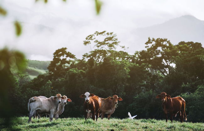 Daintree Ecolodge - Photo 26