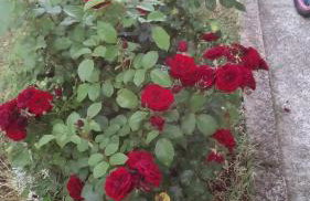 Apartment Jopa - Foto 40