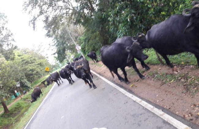 Lake Villa Near Udawalawe National Park - Foto 20
