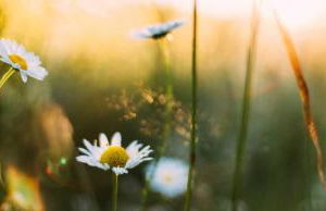 Villa Frankenblick Werrapark Masserberg Resort - Foto 25