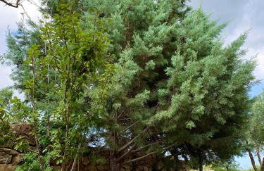 AMPELIA KYTHIRA - Foto 69