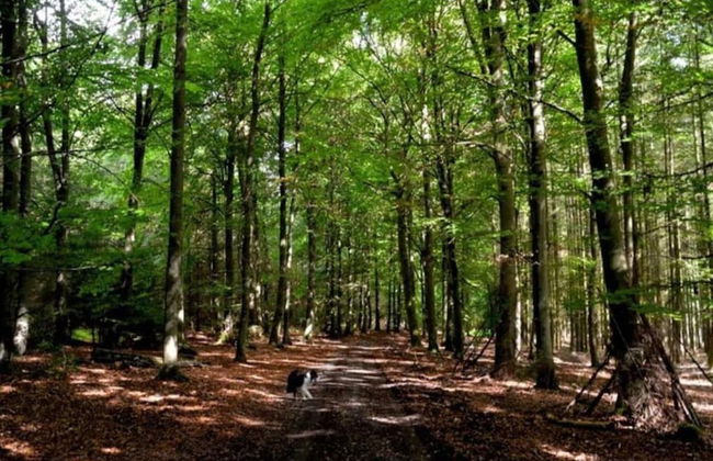 Group Cottage in Lierneux - Photo 26