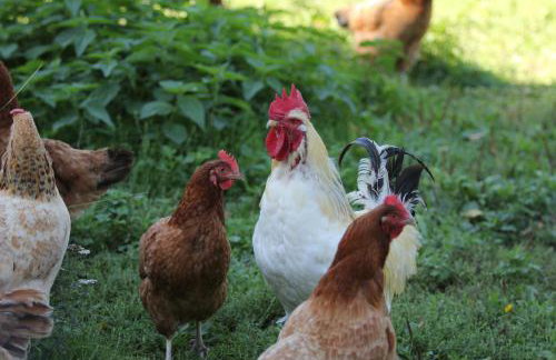 Agroturystyka Nasza Bajka - Foto 10