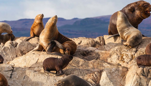 Tour de caiaque pelo Canal Beagle com avistamento de lobos-marinhos