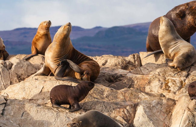 Beagle Channel Kayak Tour with Sea Lion Watching - Photo 5