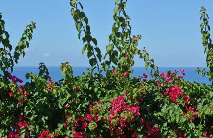 Donna Luna Flat - Foto 5