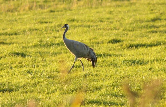 Nifty Apartment in Rövershagen near Sea - Foto 14