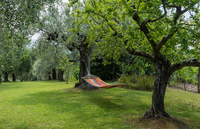 Olive Grove Sabina - Foto 39