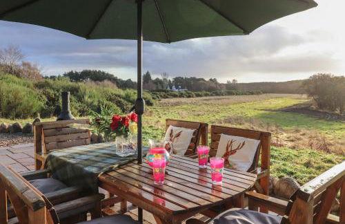 Red Squirrel - Foto 1