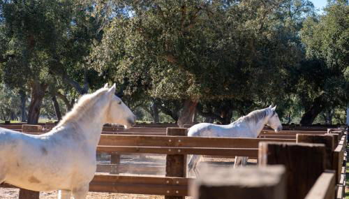 Herdade das Onzenas de Cima - Foto 4